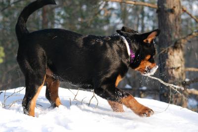 Grindsj&ouml;n&acute;s Yessi