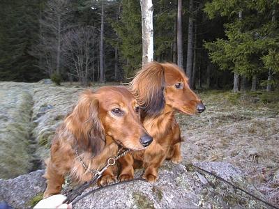 från carinas dator 1858 från carinas dator 1858