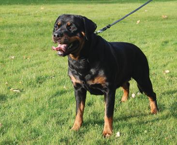 Grindsj&ouml;n&acute;s Thyra