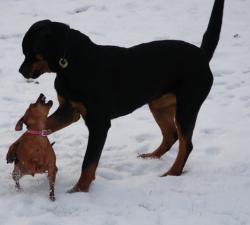 Flirt och Chili