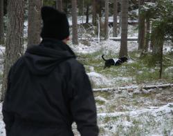 Figo letar och husse övervakar.