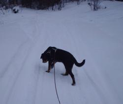 Friska spårar mattes skoterspår