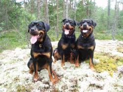 Flirt, Yessi och Thyra med tungorna hängande efter språngmarsch i skogen