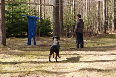 Vad är det som dyker upp här i skogen på vår prommenad?