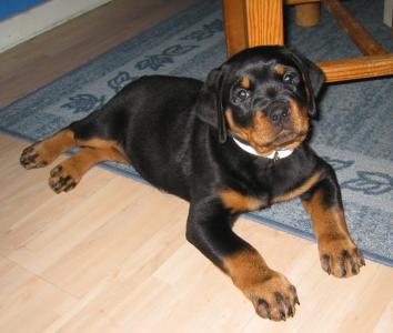thyra 15 nov 039